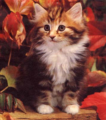 chat dans les fleurs