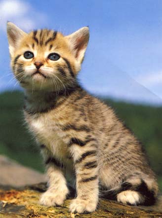 Minouchette