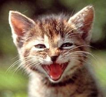 Hi hi hi souris minouche