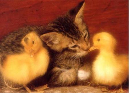 Chaton et caneton ; eh ça rime ; )