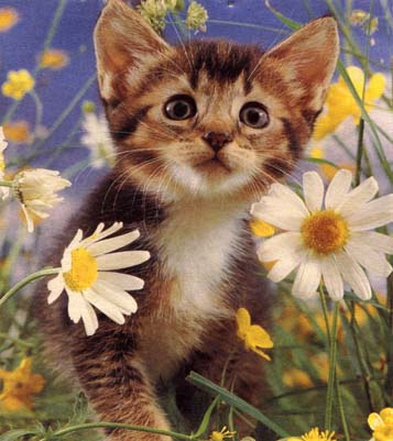 chat dans les fleurs 2
