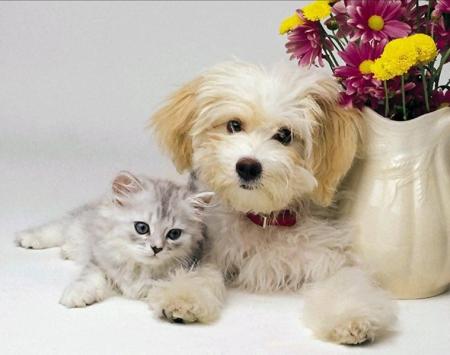 Chat et chien