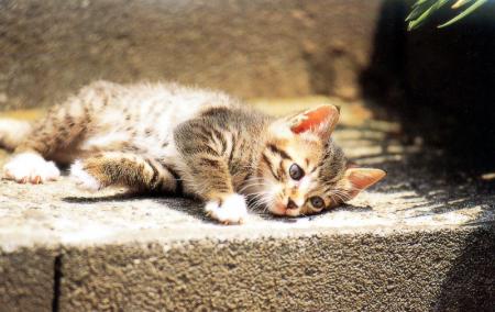 Chaton