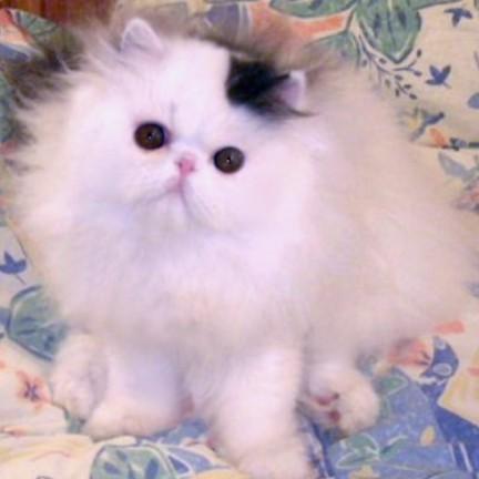 Chaton
