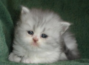 Chaton 2