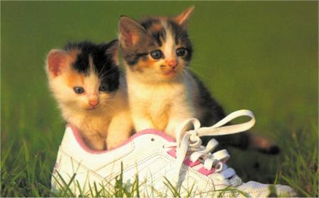 Chatons