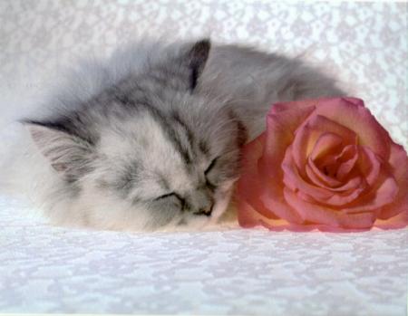 Chaton et la rose